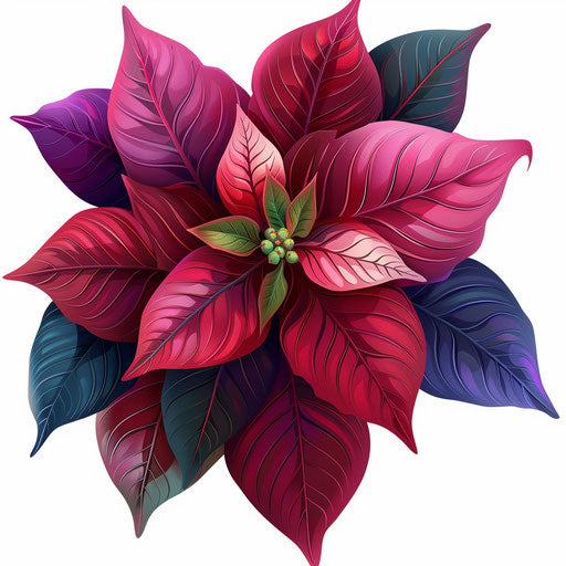 Photo realistic poinsettia clipart with flat white background