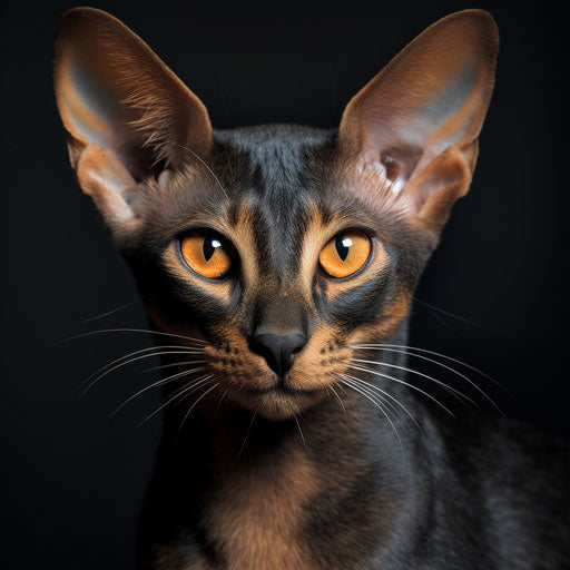 Oriental shorthair cat closeup of the face