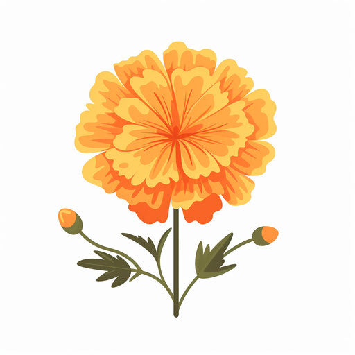 Minimalist marigold clipart on white background