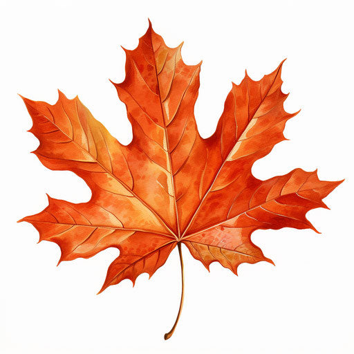 Maple leaf clipart in the style of Oil painting, on a white background