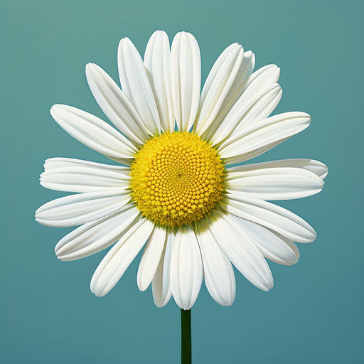White Daisy on Green Blobby Background, Dark Sky-Blue and Light
