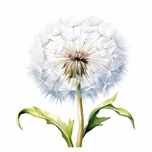 Dandelion clipart in the style of Oil painting, on a white background