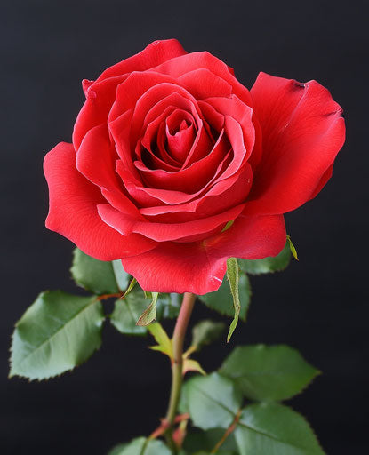 Vibrant red rose against black background, symbol of love