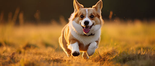 Corgi running in a field, dark red and light orange style