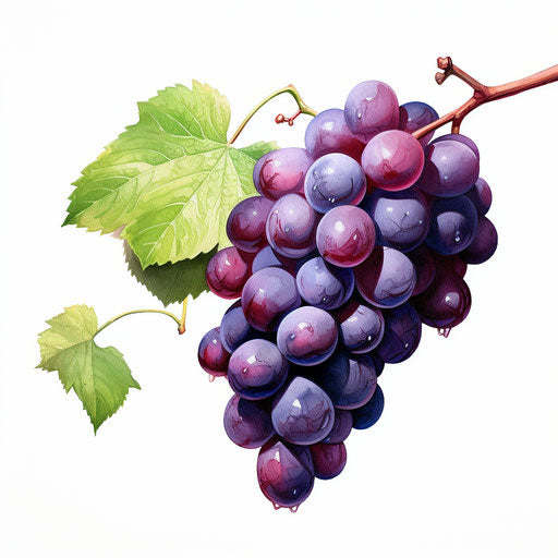 Grapes clipart in the style of Impressionistic Art