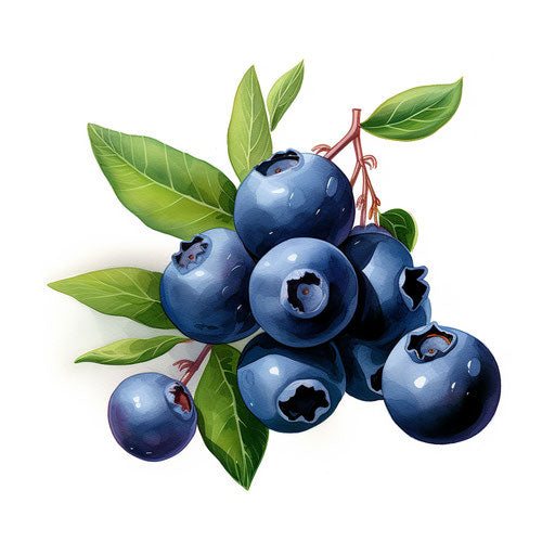 Blueberry clipart with Chiaroscuro Art style on white background