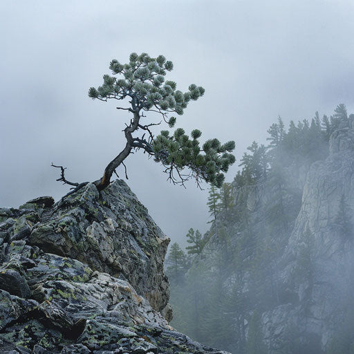 Solitary whitebark pine on rocky ledge