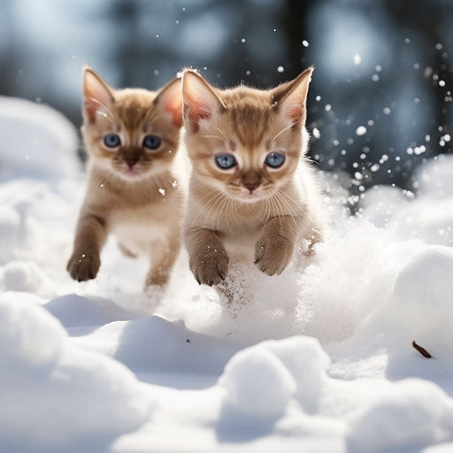Burmese cat kittens playing in the snow