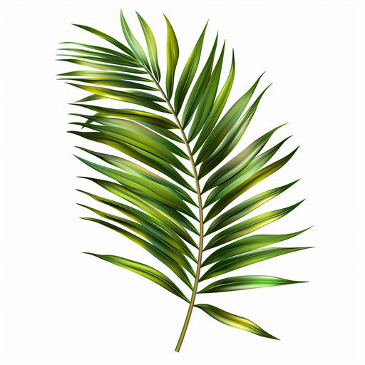 Realistic palm leaf clipart on flat white background