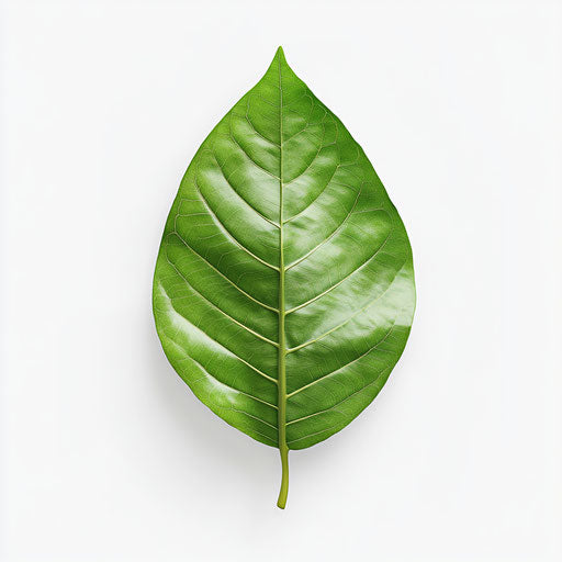 3D leaf in realistic style with flat white background