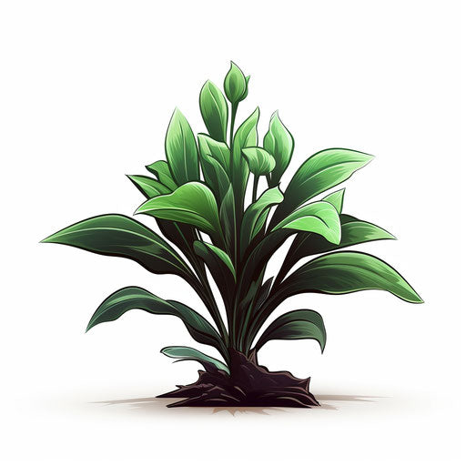 Botanical drawing in the style of Chiaroscuro Art, on white background