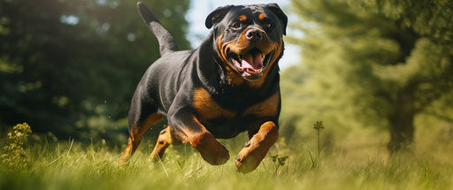 Dog running green grass, dark orange and dark maroon style
