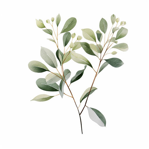 Minimalist style eucalyptus clipart on white background