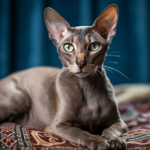 Oriental shorthair cat lying on a carpet