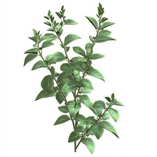 Realistic clipart of herbs, high resolution, isolated