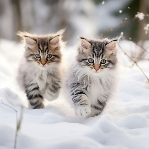 Norwegian forest cat kittens playing in the snow