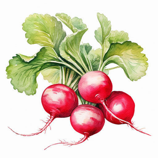Radish clipart in the style of oil painting