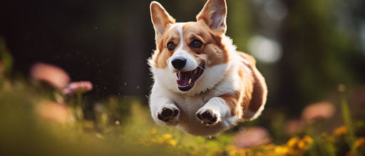 A white corgi soaring on a spring day