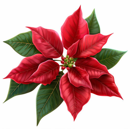 Photo-realistic poinsettia clipart on flat white background