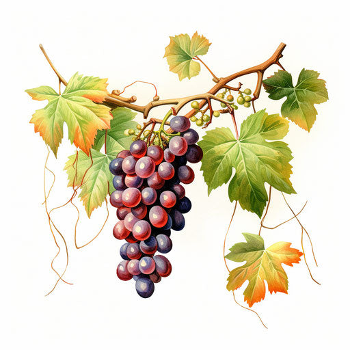 Vine clipart in the style of Oil painting, on a white background