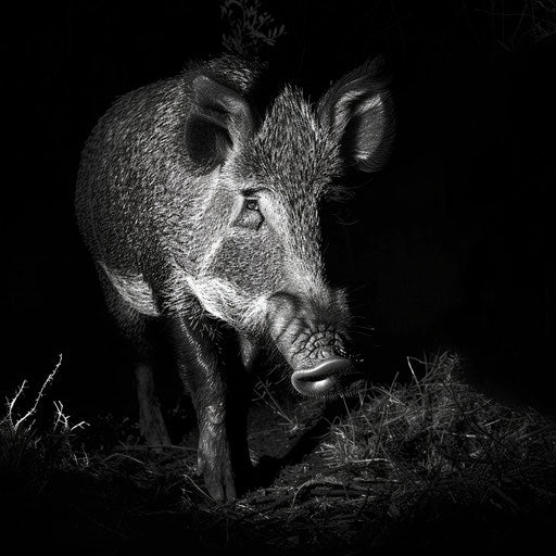 Wild boar captured at night with spotlight effect