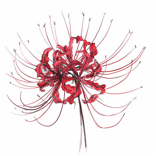 Botanical illustration style tattoo sketch of a red spider lily