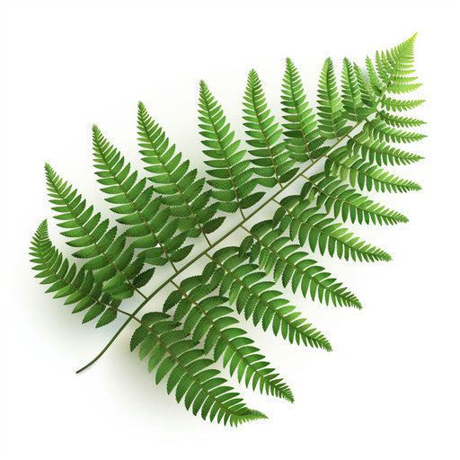 Fern clipart in a photo realistic style on flat white background