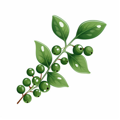 Mistletoe clipart in the style of Minimalist, on white background