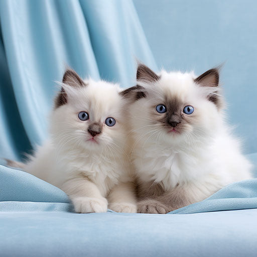 Tiny birman kittens