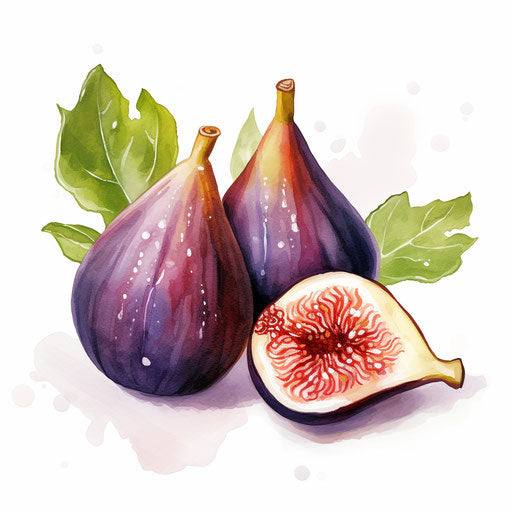 Illustration of fig clipart in the style of Oil painting, on a white background