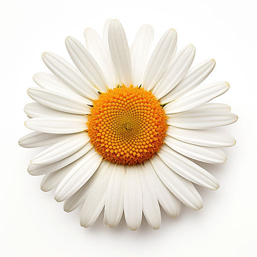 White daisy isolated on white background, digitally enhanced style