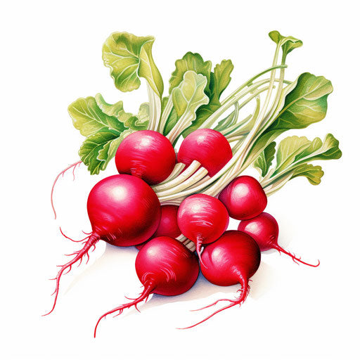 Radish illustration in the style of Chiaroscuro Art, on white background