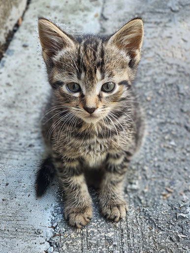 Kitten on sidewalk, emphasis on quiet potency, striped felines