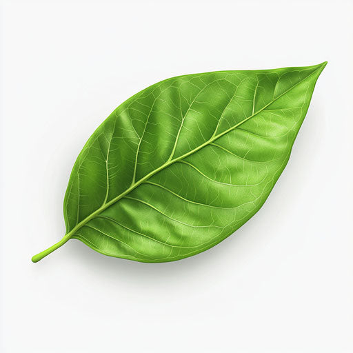 3D leaf on flat white background, isolated clipart