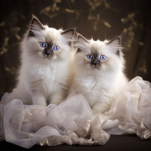 Birman kittens