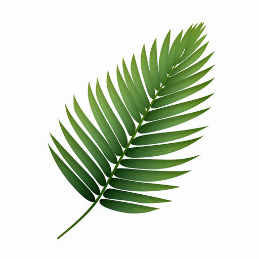 Palm leaf clipart in Minimalist style, on white background