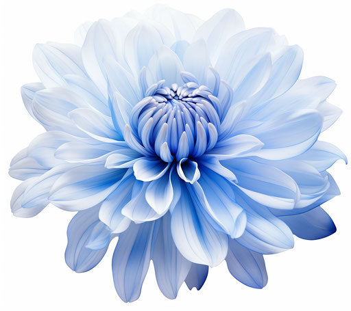 Blue chrysanthemum flower clip art in white