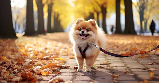 Pomeranian dog on leash in a park, rounded 19:10 style