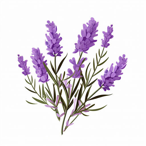 Lavender clipart in Minimalist style, on white background