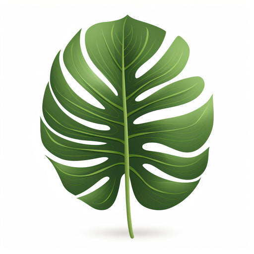 Monstera leaf in Minimalist style, on white background