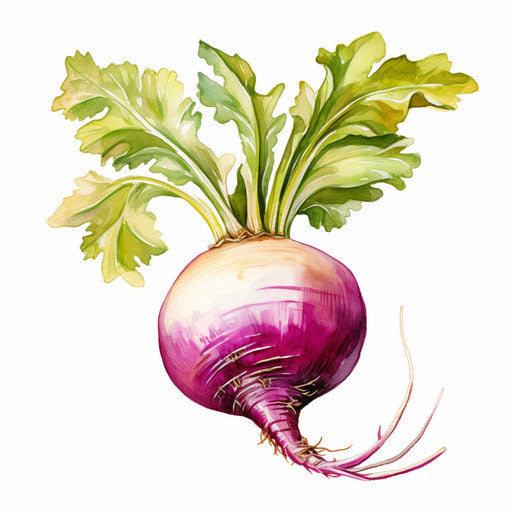Turnip clipart in the style of Oil painting, on a white background
