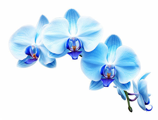 Blue orchid flower isolated on white background, realistic trompe-l'oeil style