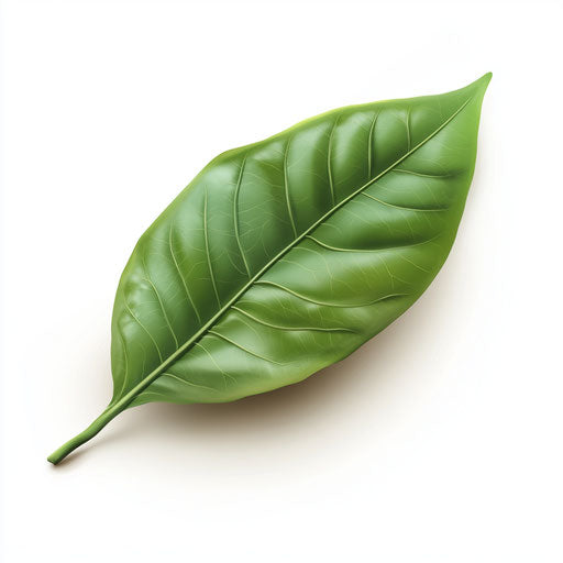 3D leaf on flat white background, isolated clipart