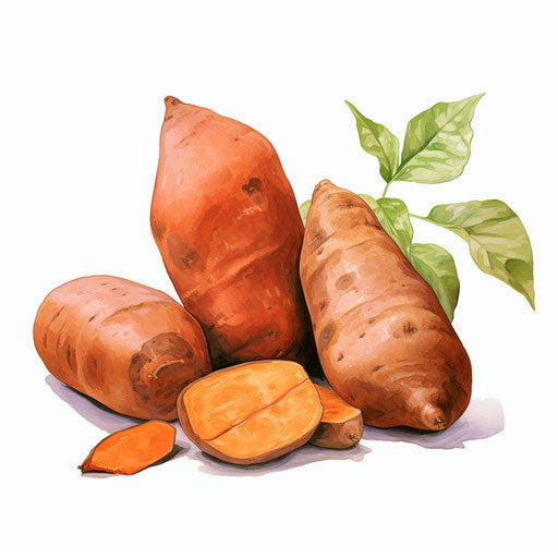 Yam clipart in the style of Oil painting, on a white background