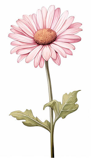 A pink, white and brown daisy with the text April daisy