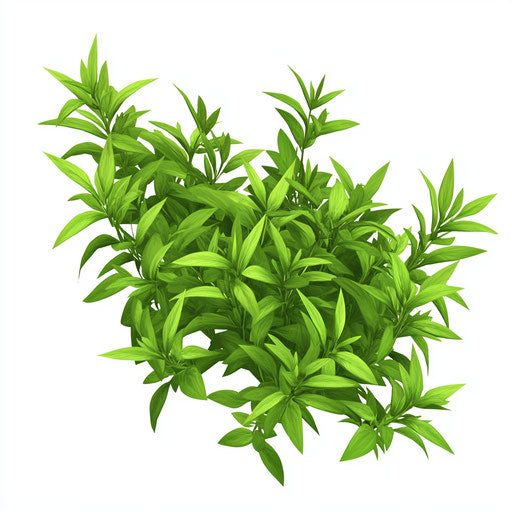 Realistic illustration of herbs, high resolution, no background, isolated
