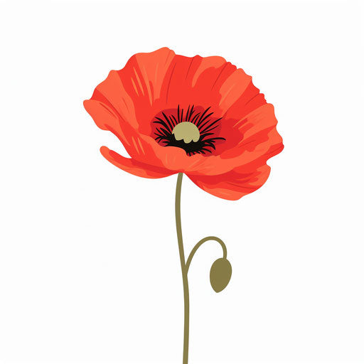 Minimalist style poppy clipart on white background