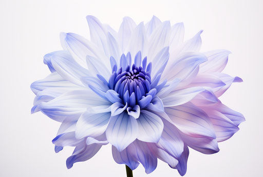 Blue flower on white background, light purple and white style