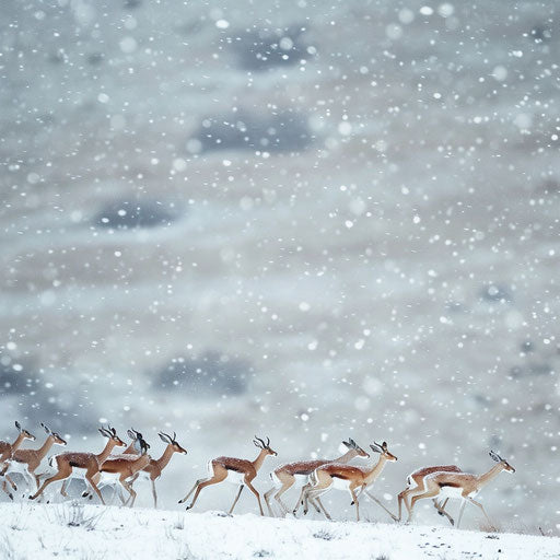 Gazelles migration in a snowy landscape, a rare sight in winter
