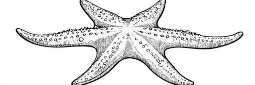 Page 3:1 simple starfish coloring